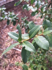 Archidasyphyllum diacanthoides