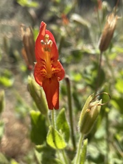 Erythranthe cardinalis