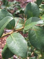 Archidasyphyllum diacanthoides