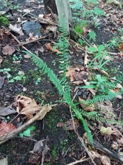 Asplenium platyneuron