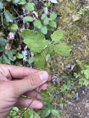 Symphoricarpos mollis