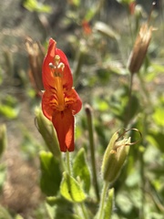 Erythranthe cardinalis
