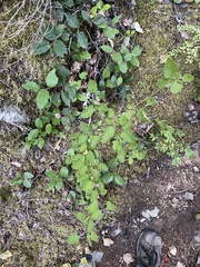 Symphoricarpos mollis