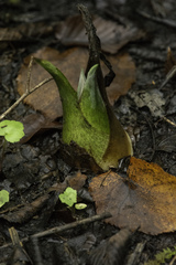 Symplocarpus foetidus