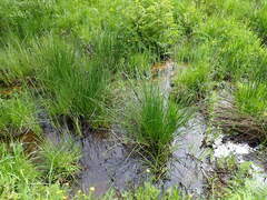 Carex