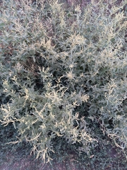 Atriplex tatarica