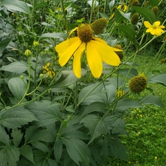 Rudbeckia laciniata