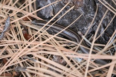 Plestiodon multivirgatus