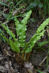 Asplenium scolopendrium