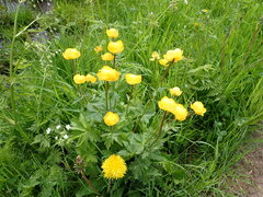 Trollius europaeus
