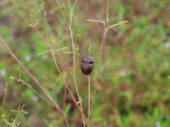 Orsilochides guttata