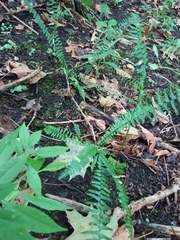 Asplenium platyneuron