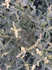 Atriplex tatarica