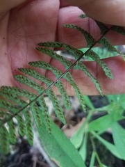 Asplenium platyneuron