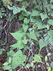 Ipomoea pandurata