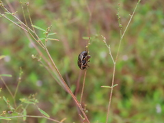 Orsilochides guttata