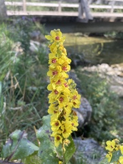 Verbascum nigrum