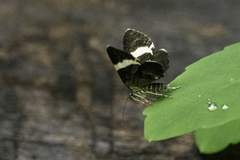 Trichodezia albovittata