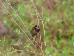 Orsilochides guttata