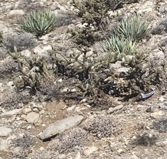 Cylindropuntia wolfii