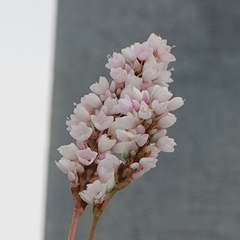 Persicaria bicornis