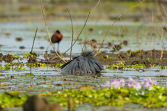 Egretta ardesiaca