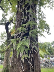 Davallia griffithiana