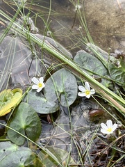 Nymphoides cordata
