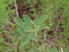 Rubus cuneifolius