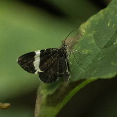 Trichodezia albovittata