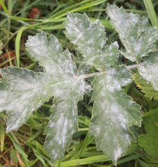 Erysiphe heraclei