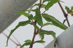 Persicaria bicornis