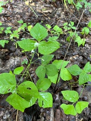 Hylodesmum pauciflorum