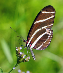 Heliconius charithonia