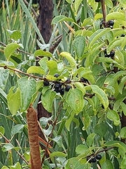 Prunus spinosa
