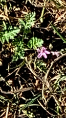 Erodium cicutarium