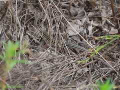 Aspidoscelis sexlineatus