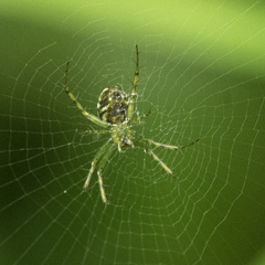 Mangora