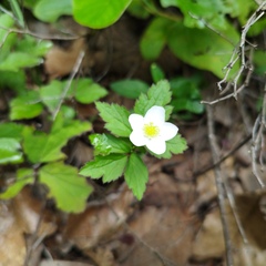 Fragaria