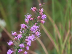 Liatris spicata