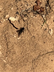 Gryllidae