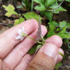 Fragaria