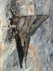 Coenipeta bibitrix