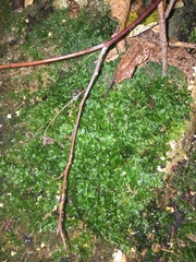 Plagiomnium ellipticum