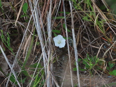 Stylisma humistrata