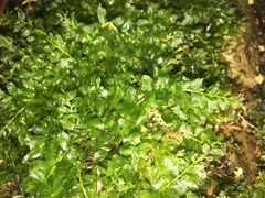 Plagiomnium ellipticum