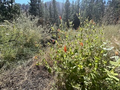 Erythranthe cardinalis