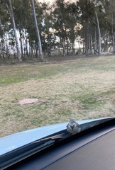 Motacilla capensis capensis