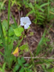 Ipomoea lacunosa