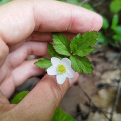 Fragaria